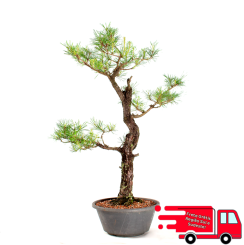 Pré-Bonsai Pinus Elliottii 23 anos